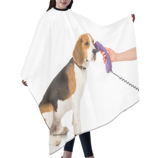 Personality  Partial View Of Woman Giving Telephone Tube To Adorable Beagle Isolated On White Hair Cutting Cape