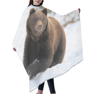Personality  Bear In Winter Hair Cutting Cape