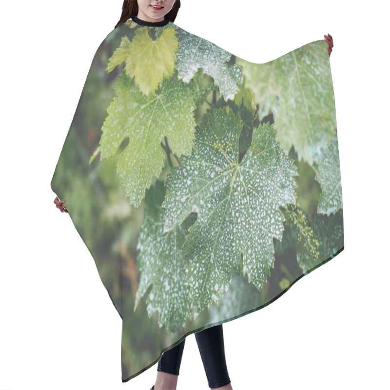 Personality  vine leaves with white dots in vineyard in georgia hair cutting cape