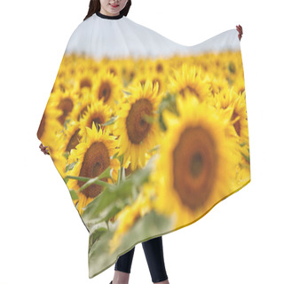 Personality  Sunflower Field In Sunshine Hair Cutting Cape