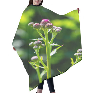 Personality  Thistle Carduus Acanthoides Grows In The Wild In Summer. Hair Cutting Cape