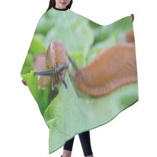 Personality  Snail With Lettuce Leaf Hair Cutting Cape