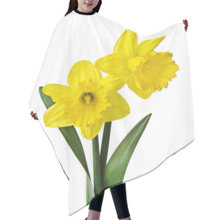 Personality  Yellow Daffodil Isolated On A White Background Hair Cutting Cape