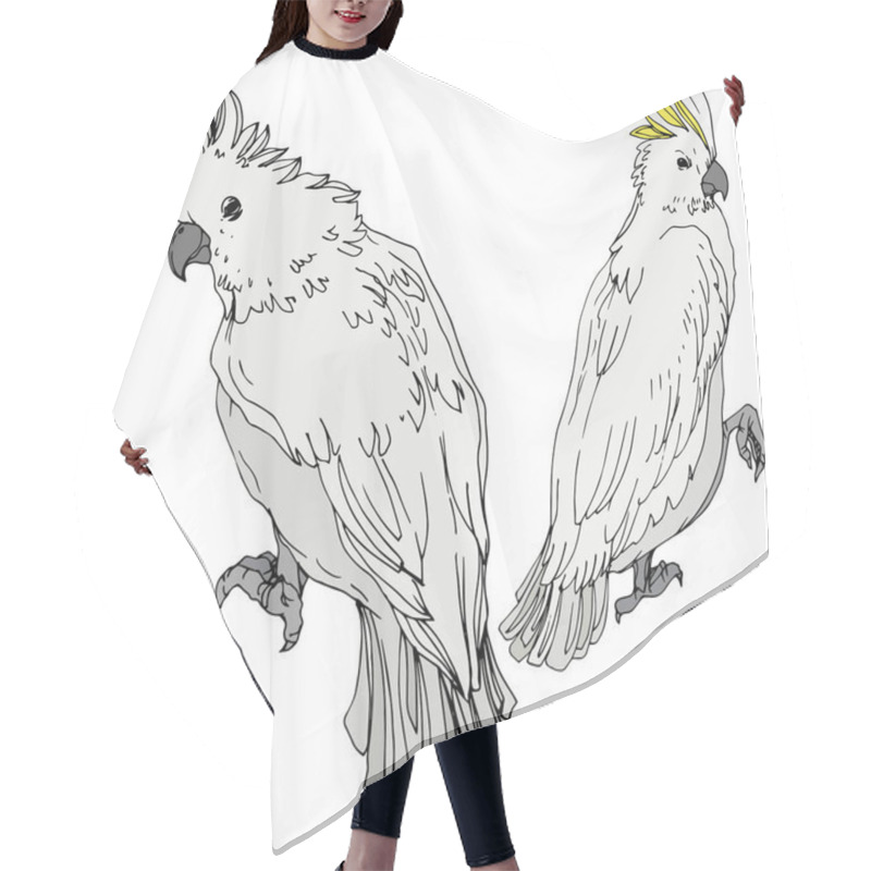Personality  Vector Sky Bird Cockatoo In A Wildlife. Black And White Engraved Ink Art. Isolated Parrot Illustration Element. Hair Cutting Cape