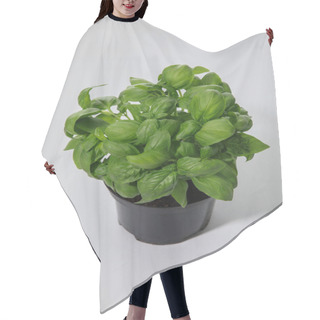 Personality  Fresh Green Basil Growing In Flowerpot On White Background Hair Cutting Cape