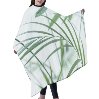 Personality  Close Up View Of Green Palm Leaves On Blurred Grey Background  Hair Cutting Cape