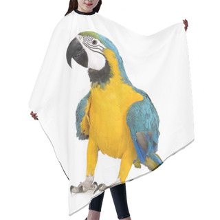 Personality  Young Blue-and-yellow Macaw - Ara Ararauna (8 Months) Hair Cutting Cape