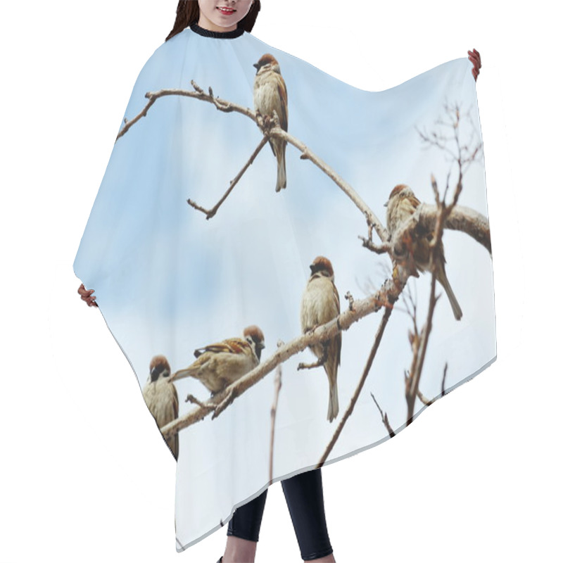 Personality  Gray Sparrow Hair Cutting Cape