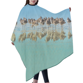 Personality  Willet Birds Of Florida  Hair Cutting Cape