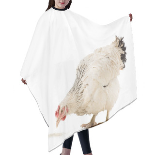 Personality  Cute White Hen Eating Isolated On White Hair Cutting Cape