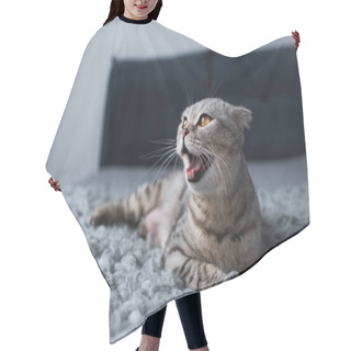 Personality  Selective Focus Of Adorable Scottish Fold Cat Yawning And Sitting In Bedroom Hair Cutting Cape