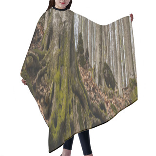 Personality  Tree Trunk With Moss In Autumn Forest, Banner  Hair Cutting Cape