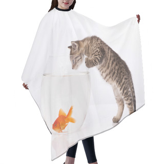 Personality  Home Cat And A Gold Fish Hair Cutting Cape