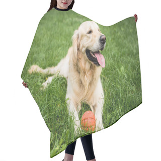 Personality  Golden Retriever Dog Lying With Rubber Ball On Green Lawn Hair Cutting Cape