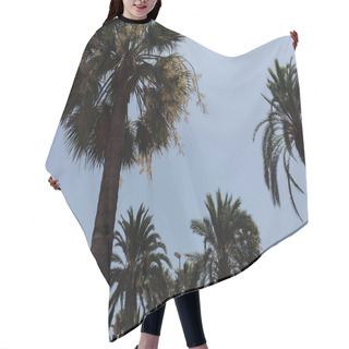 Personality  Low Angle View Of Palm Trees With Blue Sky At Background  Hair Cutting Cape