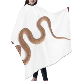 Personality  Northern Brown Snake On A White Background Hair Cutting Cape