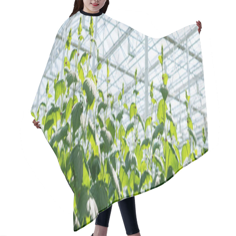 Personality  Green Cucumber Plants Growing In Glasshouse, Banner Hair Cutting Cape
