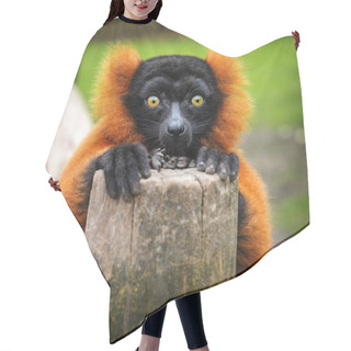 Personality  Portrait Of An Adult Red Ruffed Lemur, The Netherlands Hair Cutting Cape