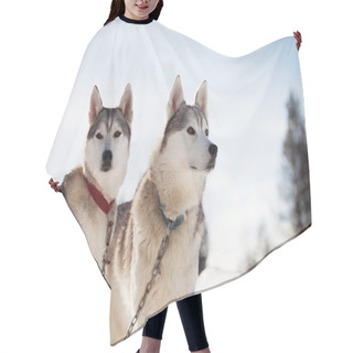 Personality  Huskies Spending Time Outdoors Hair Cutting Cape