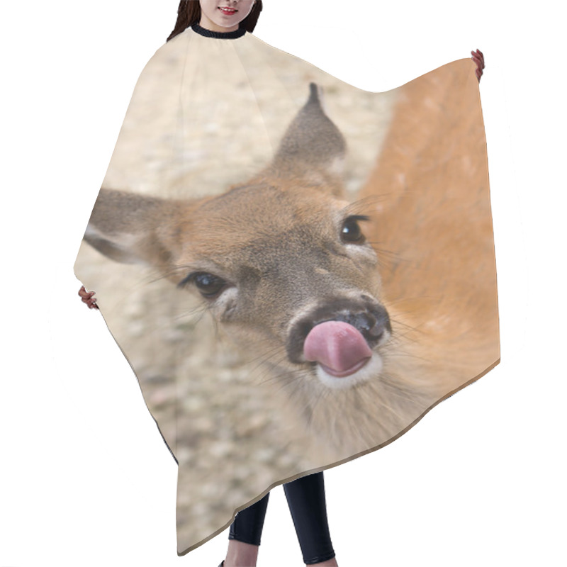 Personality  Small Female Deer Licking It's Lips And Nose Hair Cutting Cape