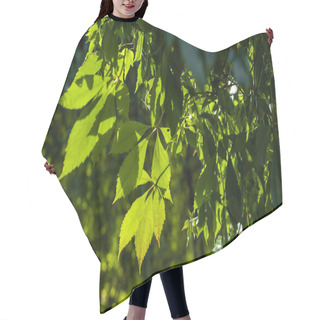 Personality  Close Up View Of Wild Grape Leaves In Sunlight Hair Cutting Cape