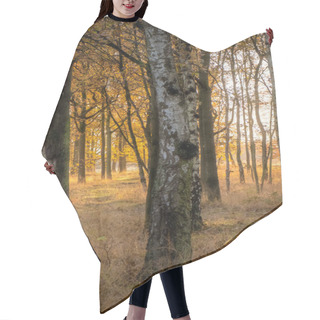 Personality  The Golden Light Of The Setting Sun Filters Through A Serene Grove Of Birch And Oak Trees, Casting Long Shadows And Highlighting The Textures Of The Tree Bark. The Warm Tones Of The Leaves Contrast Hair Cutting Cape
