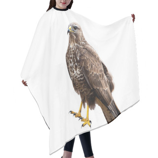 Personality  Common Buzzard A Powerful Bird Of Prey Sitting And Looking Isolated On White Hair Cutting Cape