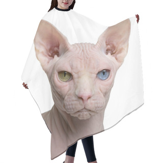 Personality  Sphynx Cat, 1 Year Old, In Front Of White Background Hair Cutting Cape