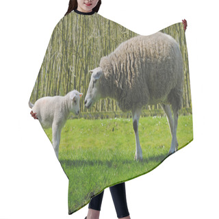 Personality  Sheeps In The Netherlands Hair Cutting Cape
