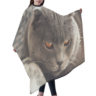 Personality  Close Up Of Adorable Grey Scottish Fold Cat At Home Hair Cutting Cape