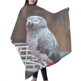 Personality  Vivid Grey Fluffy Parrot Sitting On Cage And Looking At Camera Hair Cutting Cape