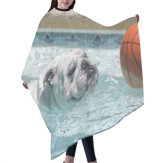 Personality  English Bulldog Swimming In A Pool For A Basketball Hair Cutting Cape