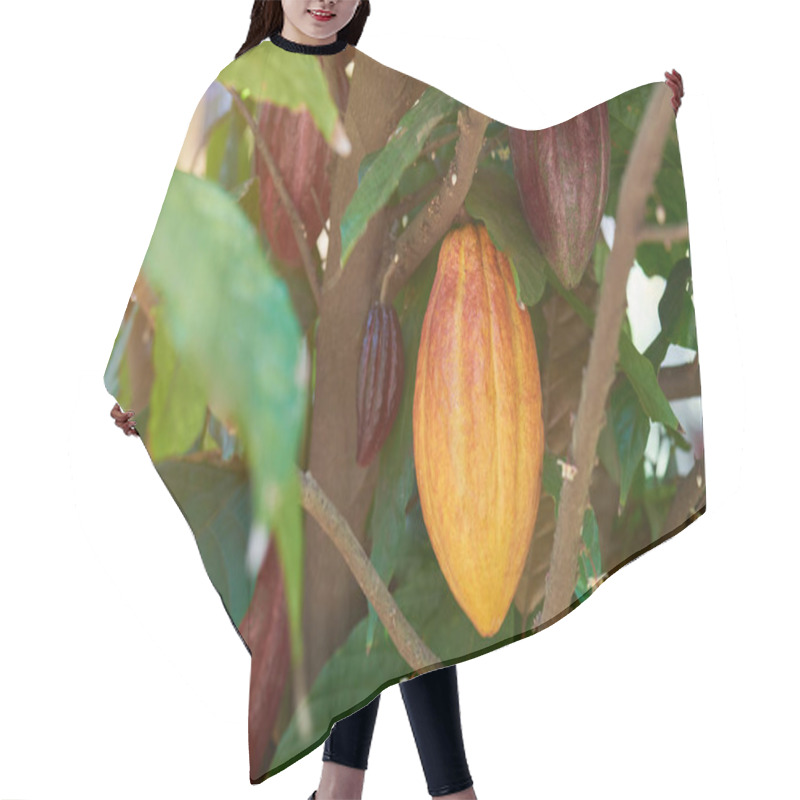 Personality  Group of cacao pods hair cutting cape