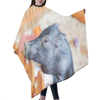 Personality  A Small Black Pig Food Requests. Hair Cutting Cape