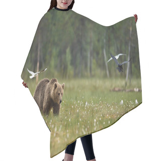 Personality  Eurasian Brown Bear In The Swamp On A Rainy Day, Finland. Hair Cutting Cape