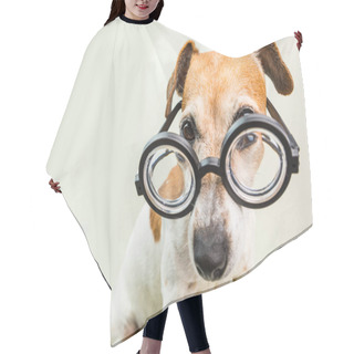 Personality  Smart Educated Dog In Glasses. Funny Pet Jack Russell Terrier Hair Cutting Cape