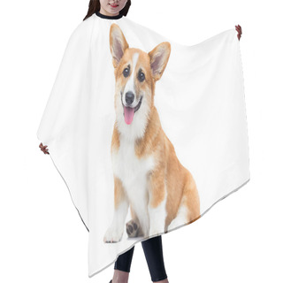 Personality  Welsh Corgi Puppy Looks Up On An Isolated Background Hair Cutting Cape