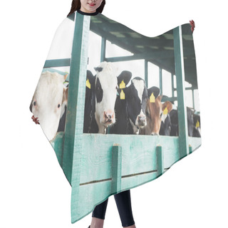 Personality  Herd Of Spotted Cows With Yellow Tags Near In Cowshed Hair Cutting Cape