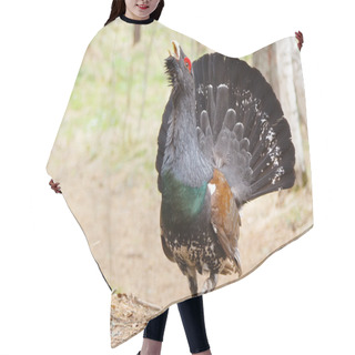 Personality  Spring, Grouse On A Lek Hair Cutting Cape