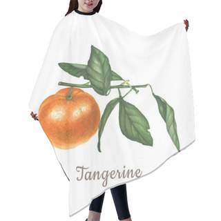 Personality  Botanical Watercolor Illustration Of Orange Tangerine Mandarin Isolated On White Background Hair Cutting Cape
