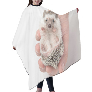 Personality  Adorable African Dwarf Hedgehog Resting In Person's Hand On White Background Hair Cutting Cape