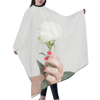 Personality  One White Rose Flower In Female Hand. Close Up. Hair Cutting Cape