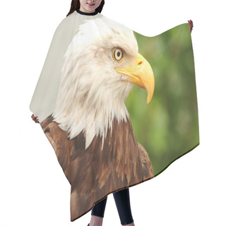 Personality  Portrait Of A Bald Eagle  Hair Cutting Cape