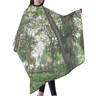 Personality  Giraffes Hair Cutting Cape