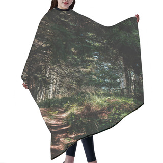 Personality  Shadows On Path Near Green Trees In Woods  Hair Cutting Cape
