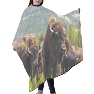 Personality  American Bison Or Buffalo Hair Cutting Cape