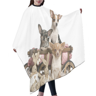 Personality  Three Chihuahuas With Dog Bed Wagon And Easter Stuffed Animals In Front Of White Background Hair Cutting Cape
