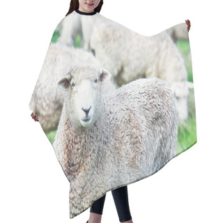 Personality  Sheeps Hair Cutting Cape