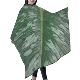 Personality  Full Frame Image Of Anthurium Leaf With Water Drops  Hair Cutting Cape