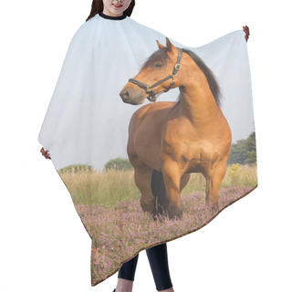 Personality  KWPN Horse On Heather Hair Cutting Cape